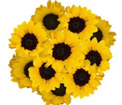 Dierbergs Flowers & Gifts Sunflower Bouquet 10 Stems
