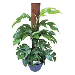 Philodendron Ginny Mini 6 In 6 Inch