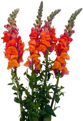 Snapdragon Bunch (Assorted Colors Available)