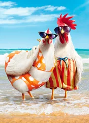 Avanti Card AnniverChicken Couple On Bea