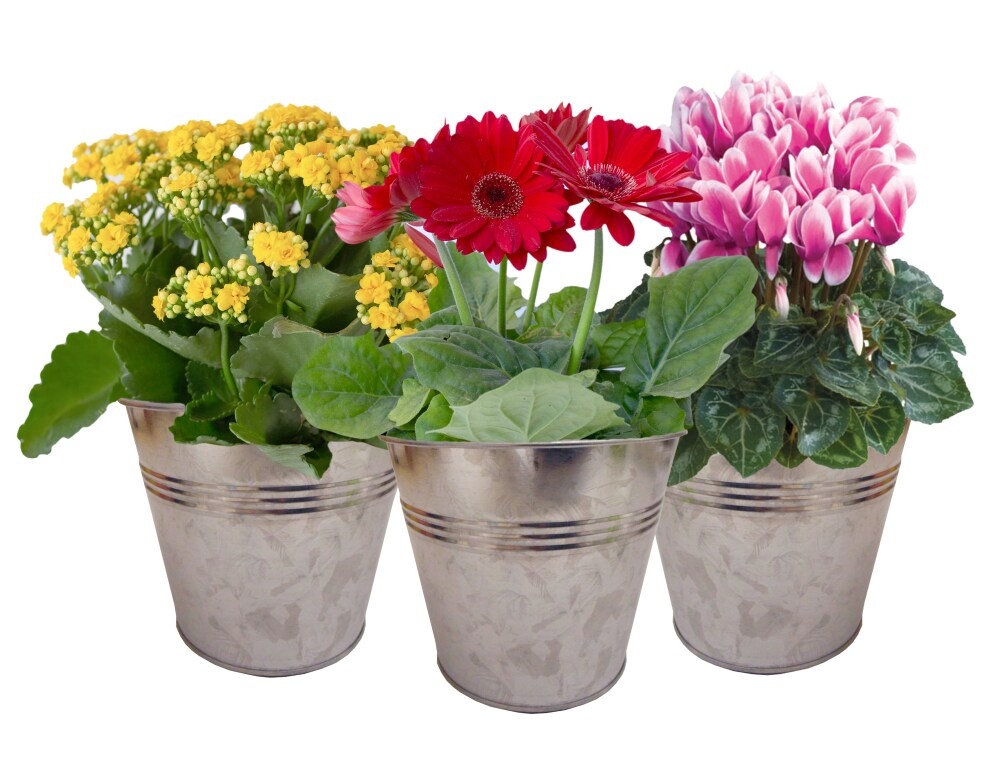 slide 1 of 1, Blooming Plant In Tin Potted Plant - Assorted, 6 in