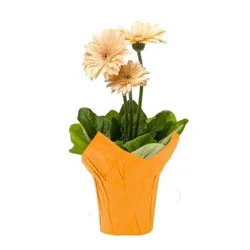 Gerbera Daisy 4