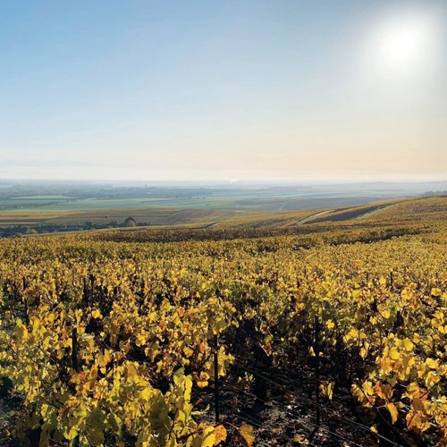 slide 6 of 10, Champagne Gosset Petite Douceur Rosé Extra-Dry NV, 750 ml