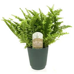Assorted Ferns - 4.5 in Pot