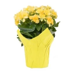 Blooming Potted 6'' Begonias