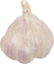 Elephant Garlic