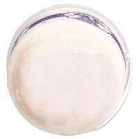 slide 6 of 29, Purple Cow Neapolitan 1 Gal, 1 gal