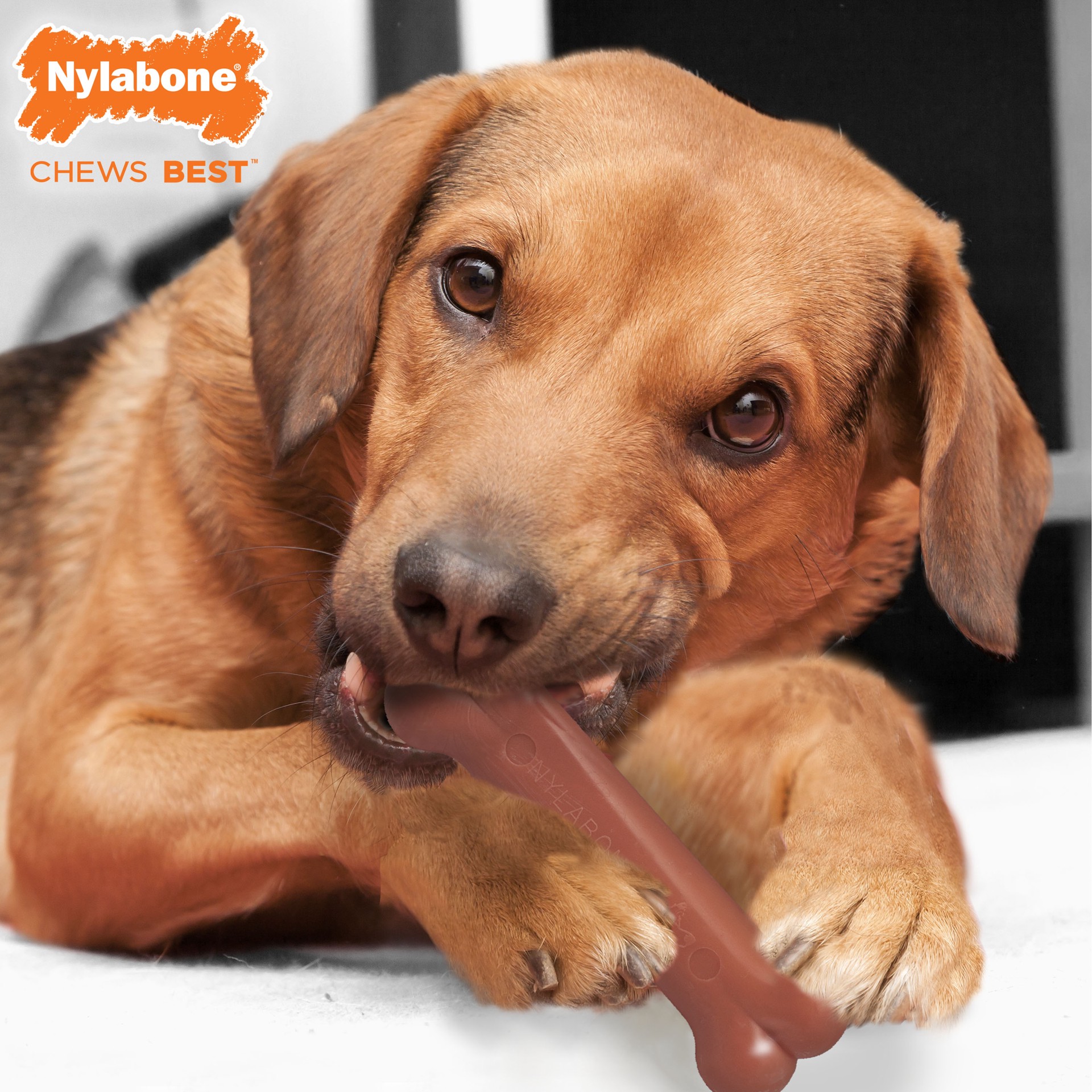 slide 3 of 10, Nylabone Power Chew Bacon & Chicken Durable Dog Chew Toy Pack Medium/Wolf - Up to 35 lbs.(2 Count), 2 ct