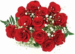 Premium Dozen Rose Bouquet