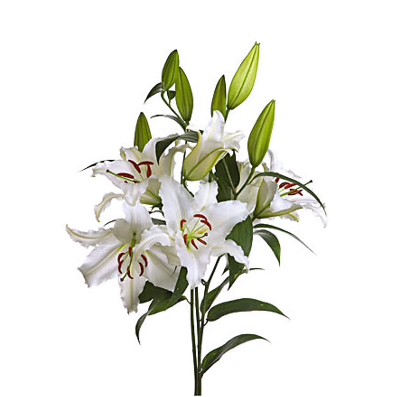 slide 1 of 1, BLOOMS by H-E-B 3-Stem White Oriental Lily, 1 ct