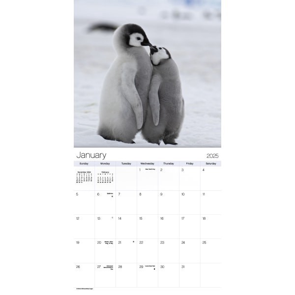 slide 5 of 7, Dateworks 2025 Animal Babies Wall Calendar, 1 ct