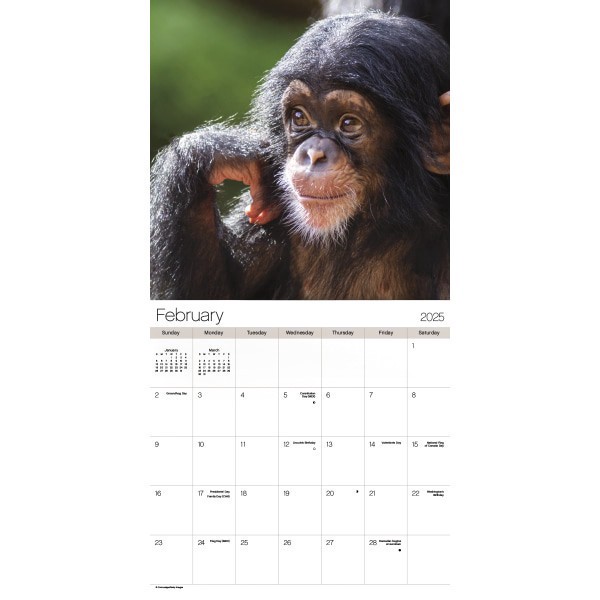 slide 4 of 7, Dateworks 2025 Animal Babies Wall Calendar, 1 ct