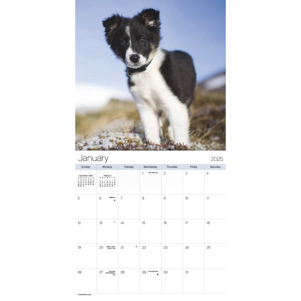 slide 6 of 6, 2025 Dateworks Mini Calendar, 7"" X 7"", Puppies, January To December, 1 ct
