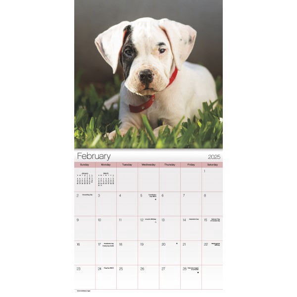 slide 4 of 6, 2025 Dateworks Mini Calendar, 7"" X 7"", Puppies, January To December, 1 ct