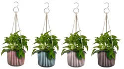 LiveTrends Pin Stripe Assorted Trailing Foliage Houseplant 12 oz Hanging Basket