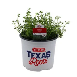 H-E-B Texas Roots Thyme Herb