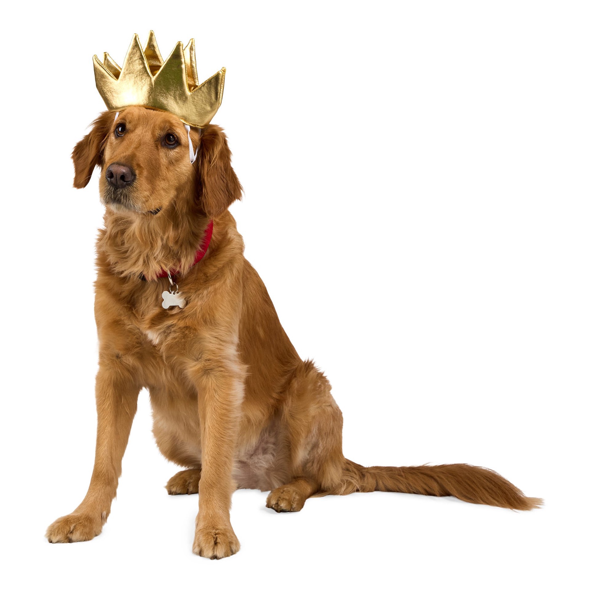 slide 1 of 1, YOULY Crown Dog Hat, 1 ct