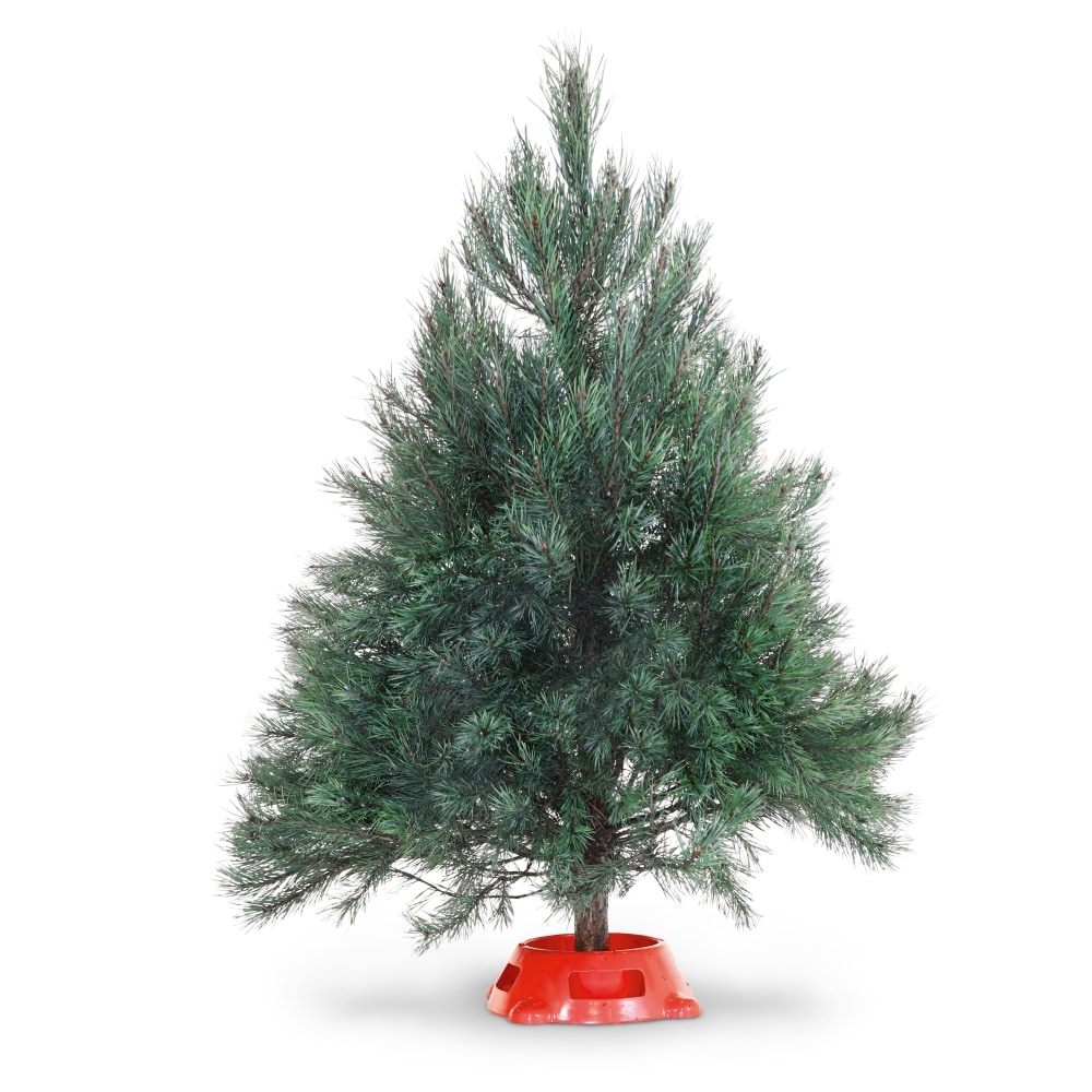 slide 1 of 1, Scotch Pine Tabletop Christmas Tree, 1 ct