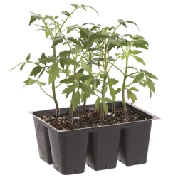 Bonnie Plants Tomato - Celebrity