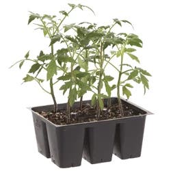 Bonnie Plants Tomato - Celebrity