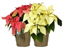 Red Oak Greenhouse Assorted Poinsettia