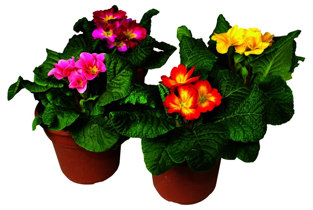 slide 1 of 1, Primrose In Pot Cover, 4 in