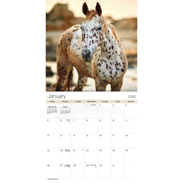 slide 7 of 7, 2025 Dateworks Monthly Wall Calendar, 12"" X 12"", Horses, January To December, 1 ct