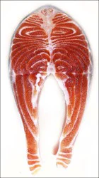 Fish-Steak Steelhead Salmon Steak