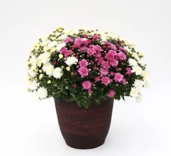 Chrysanthemum - Assorted