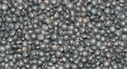Bulk Grains Organic Black Lentils