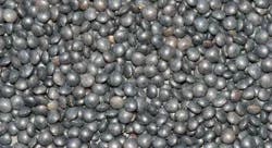 Bulk Grains Organic Black Lentils
