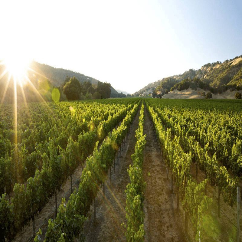 slide 3 of 5, André Pineapple Mimosa Sparkling Wine Cocktail 750ml, 750 ml