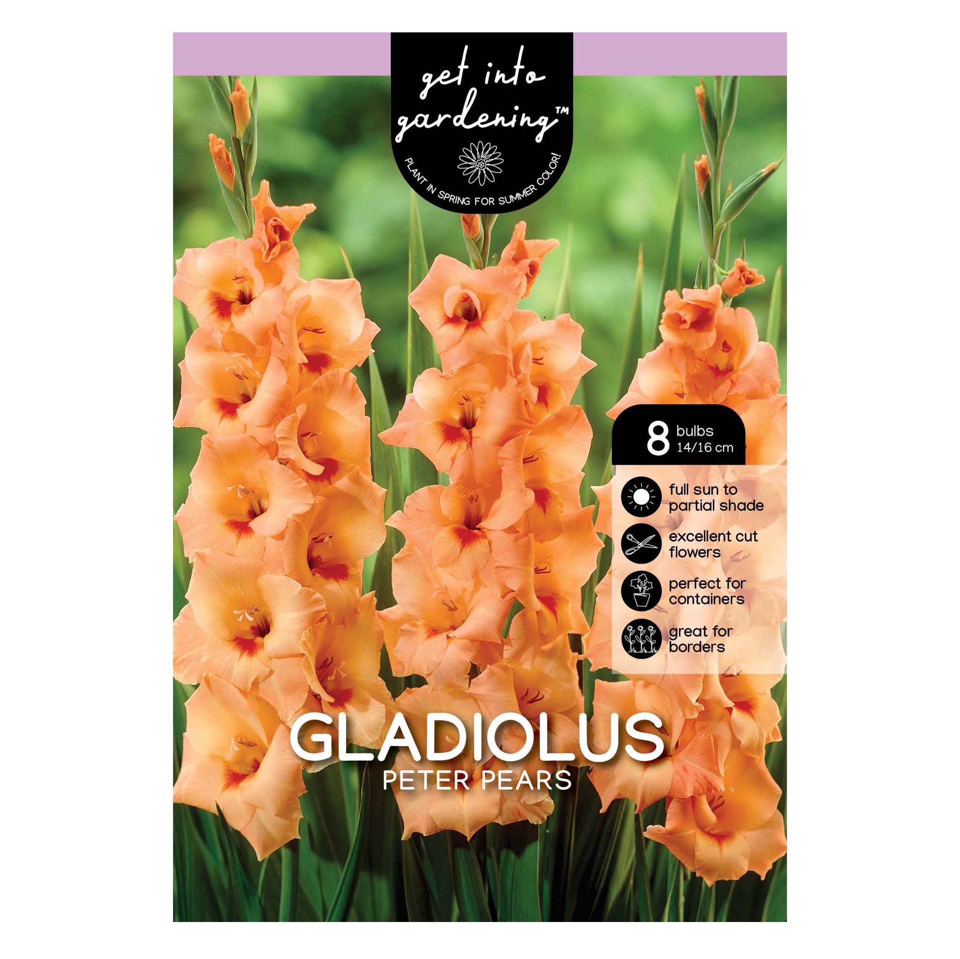 slide 1 of 1, Gladiolus Peter Pears, 1 ct