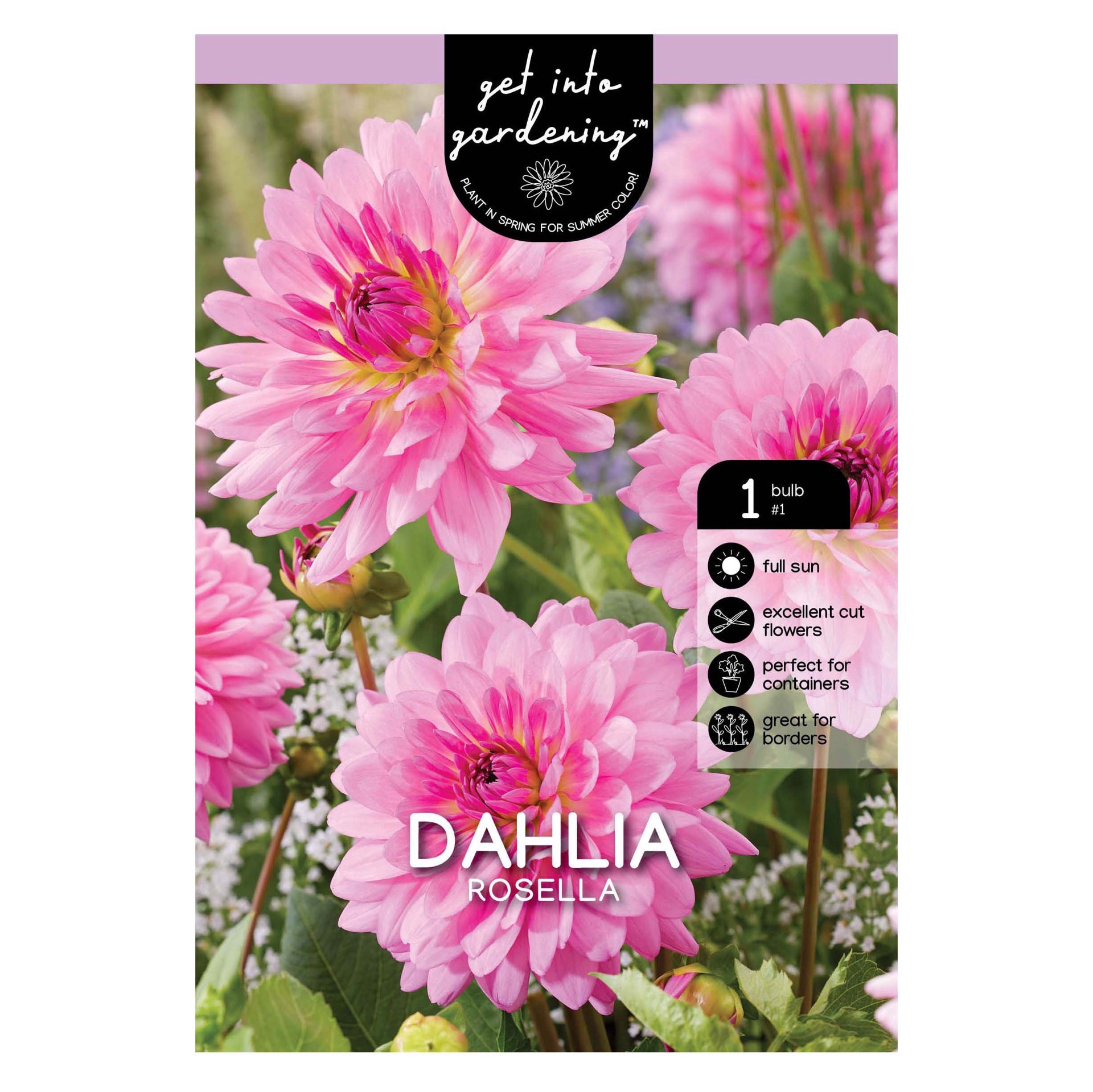 slide 1 of 1, Dahlia Dinnerplate Rosella Bulbs, 1 ct