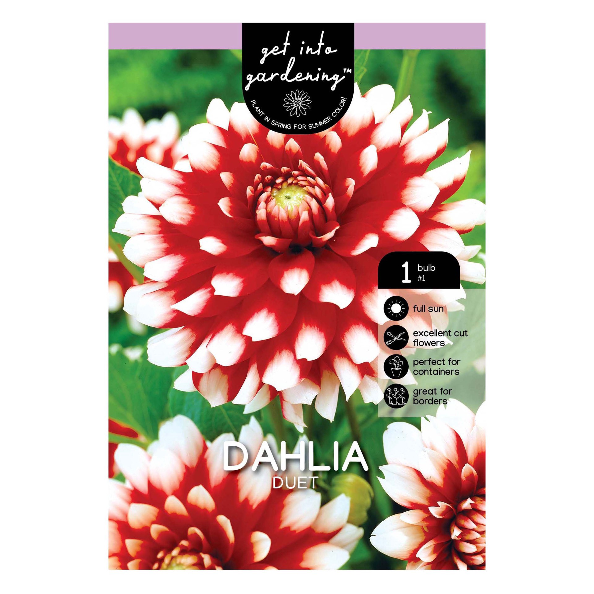 slide 1 of 1, Dahlia Bicolor Duet Bulb, 1 ct