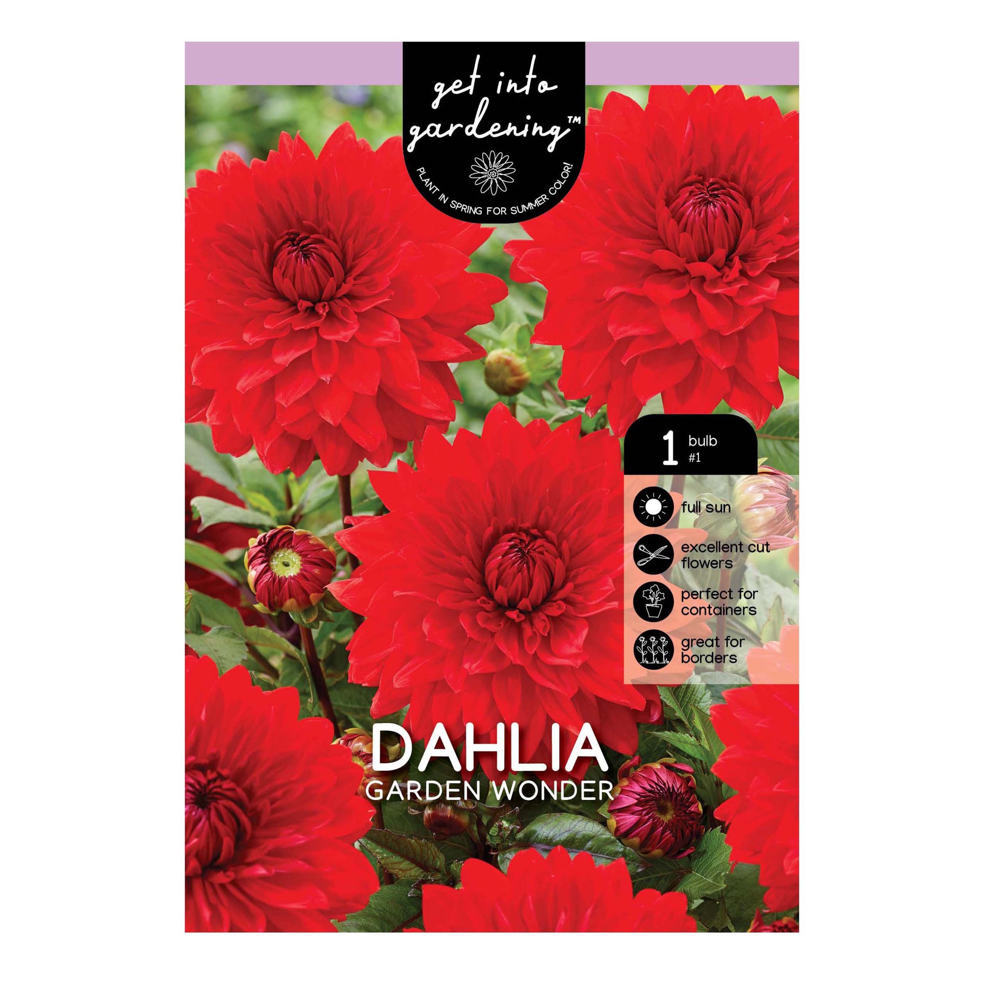 slide 1 of 1, Dahlia Garden Wonder Bulb, 1 ct