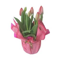 Blooming 4" Tulip