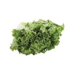 Organic Green Leaf Lettuce