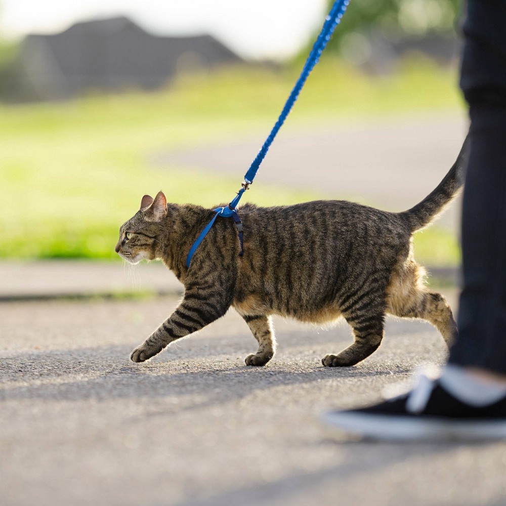 slide 4 of 4, PetSafe Gentle Leader Come with Me Kitty Harness & BunGee Leash in Blue, LG