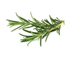 Infinite Organic Rosemary