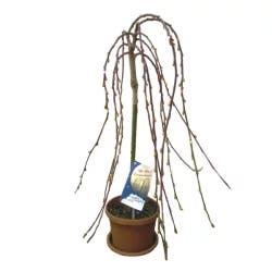 6 in Weeping Willow