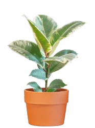 Charlie's Produce Classic Tall Foliage