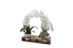 Double Rainbow Orchid Garden, 5 in