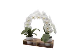 Double Rainbow Orchid Garden, 5 in