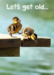 Avanti Card Bday Ducklings On Dock