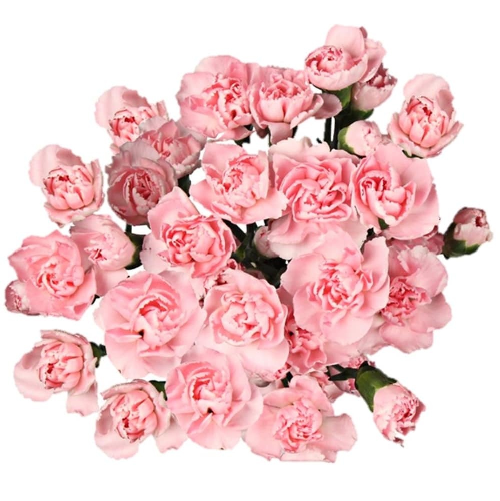 slide 1 of 1, Gerber Mini Carnations, 15 ct