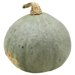Golden Hubbard Squash