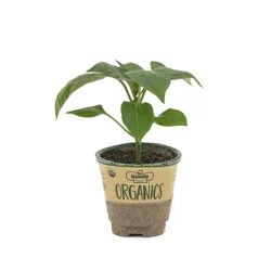 Bonnie Plants Organic Serrano Pepper - 4 in