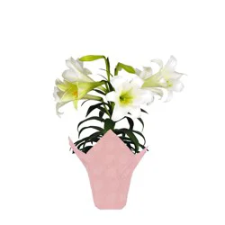 Lily Easter 6 in Pot
