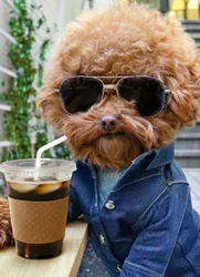 Avanti Birthday Card - Cool Dog With Coffee